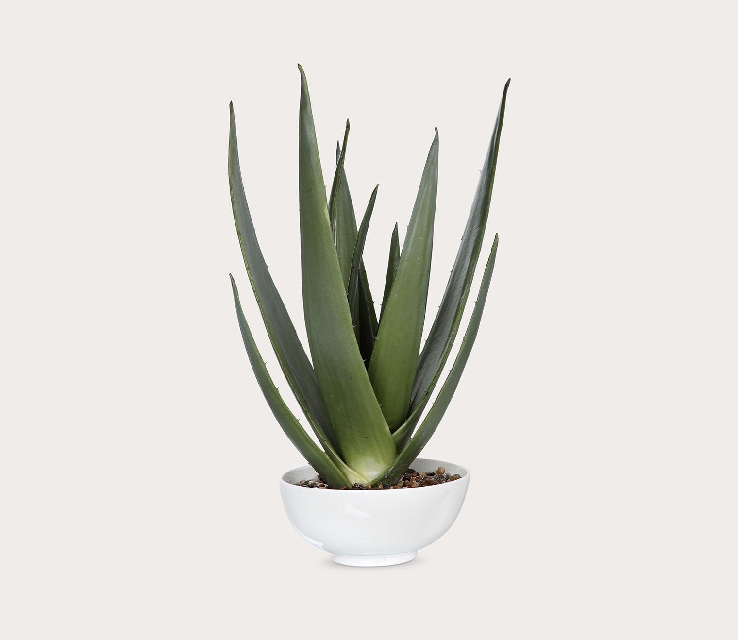 Uttermost Evarado Aloe Planter 7 Uttermost Evarado Aloe Planter
