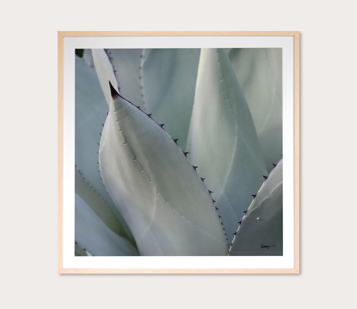 Grand Image Black Tip Succulent Digital Print 6 Grand Image Black Tip Succulent Digital Print